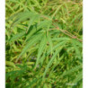 ACER palmatum Scolopendrifolium