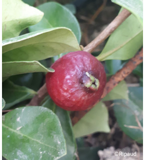 Goyavier de Chine à  à fruits rouges - Psidum cattleianum