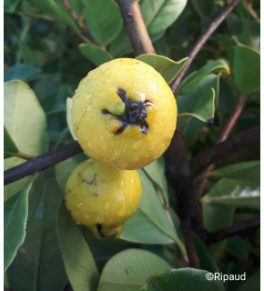 Goyavier de Chine à fruits jaunes - Psidium cattleianum