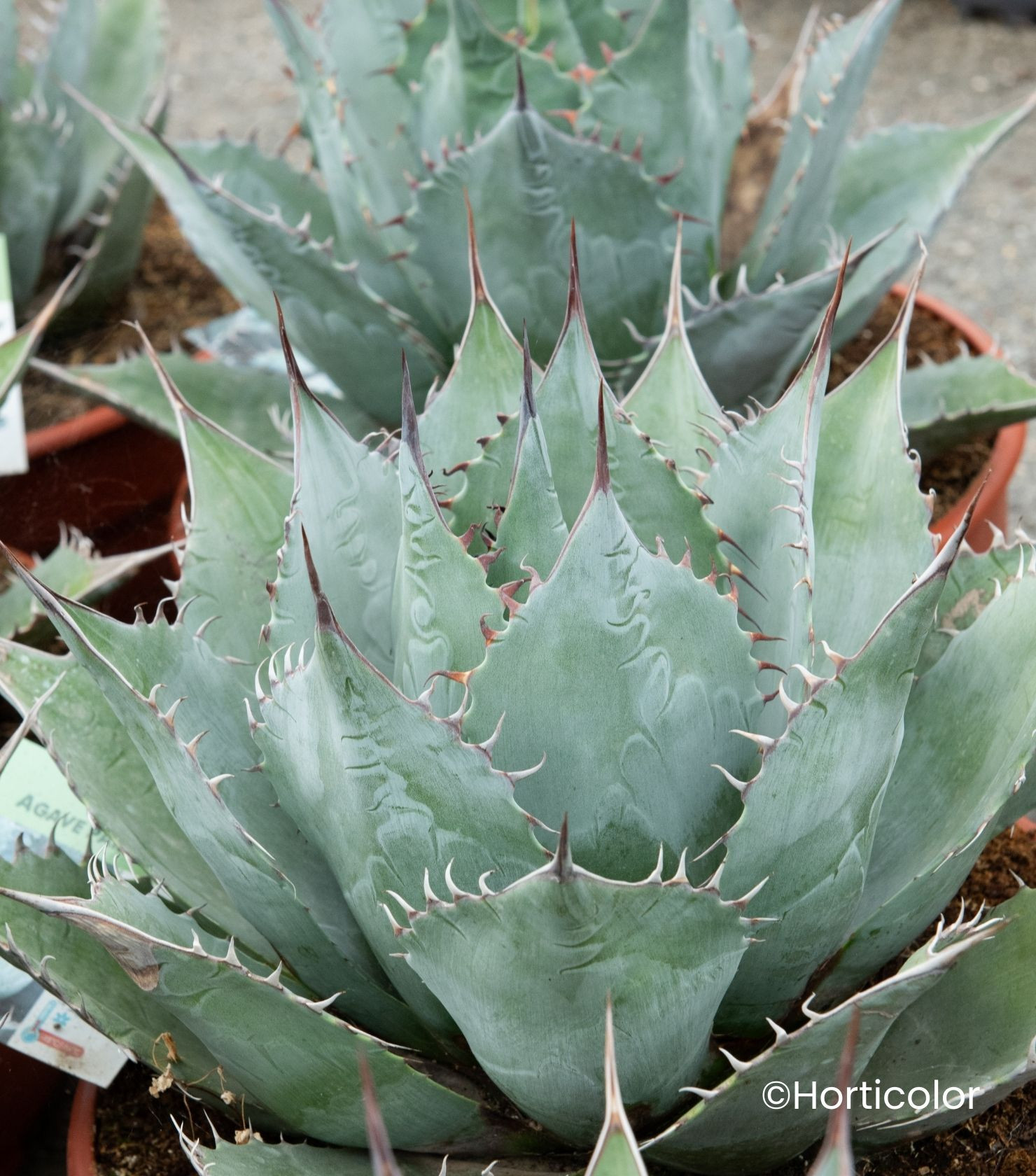 AGAVE parrasana Meat claw