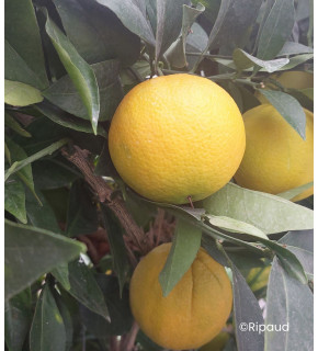 Citrus sinensis 'Cara Cara' greffé sur poncirus - Oranger