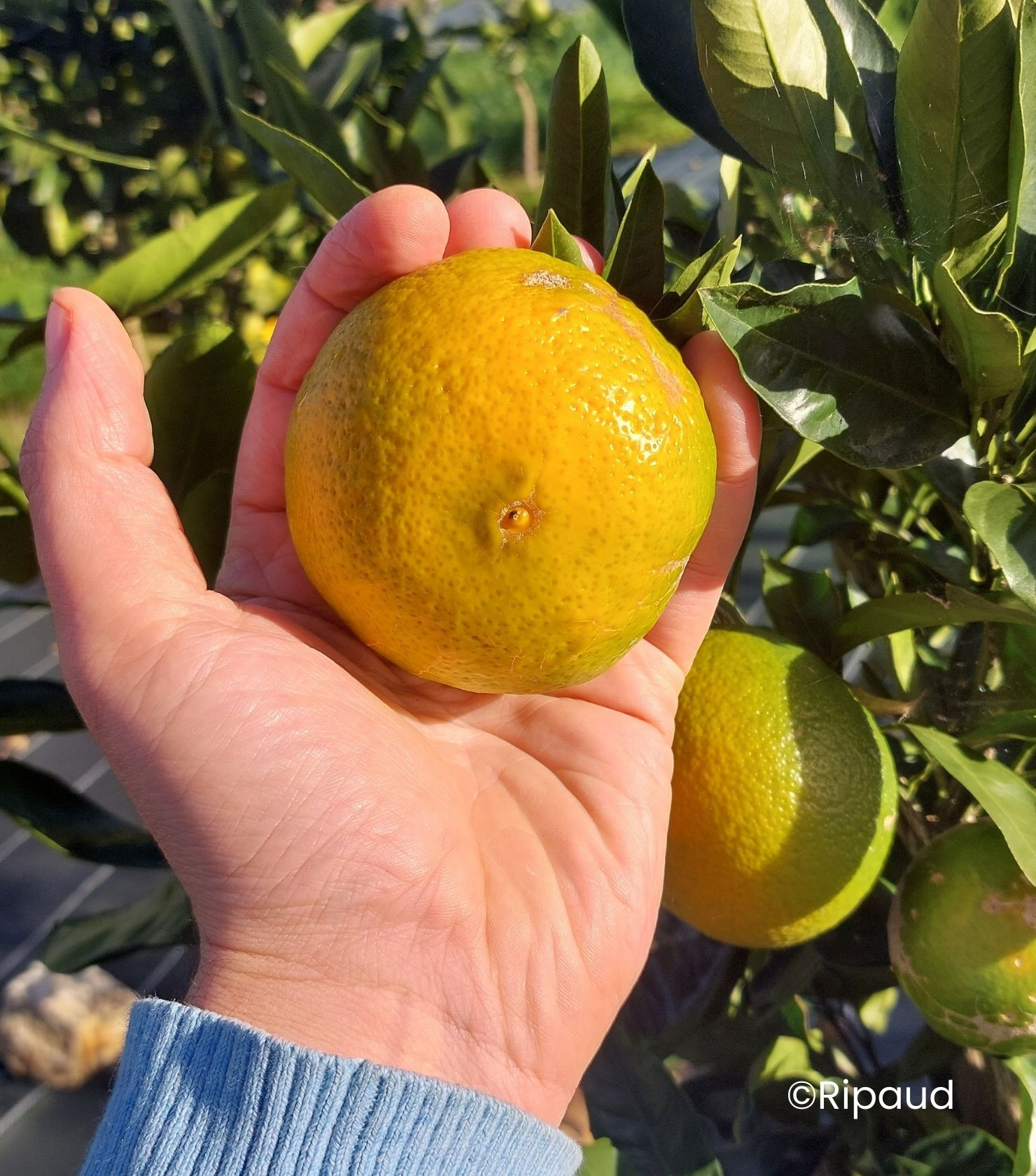 Citrus unshiu 'Miyagawa' sur Poncirus - Mandarinier Satsuma