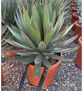 AGAVE 'Blue Glow'
