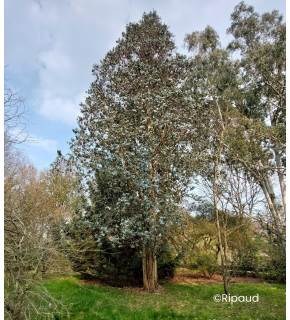 Eucalyptus cordata subsp. quadrangulosa