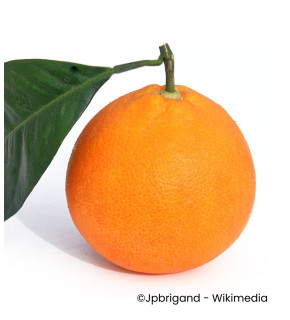 Citrus sinensis 'Tarocco' greffé sur fa 5 - Oranger