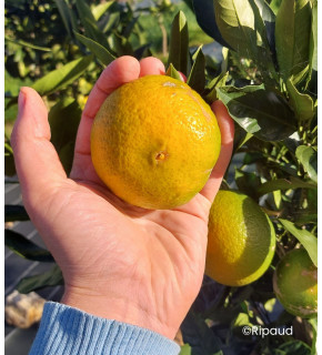 Citrus unshiu 'Miyagawa' sur FA5® - Mandarinier Satsuma