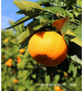 Citrus unshiu 'Primasole' sur fa 5 - Mandarinier satsuma
