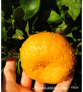 Citrus unshiu 'Owari' sur fa 5 - Mandarinier satsuma