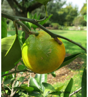 Citrus unshiu 'Okitsu' sur fa 5 - Mandarinier satsuma