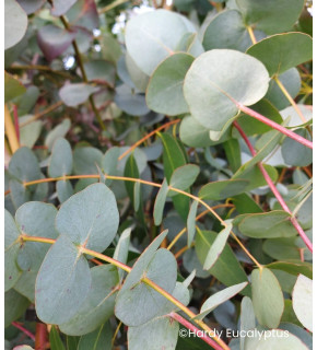 Eucalyptus cinerea 'Silver Dollar'