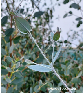 Eucalyptus coccifera