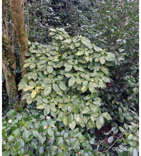 AUCUBA japonica Crotonifolia