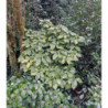 AUCUBA japonica Crotonifolia
