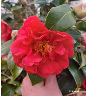 CAMELLIA japonica Blood of china