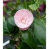 CAMELLIA japonica Pearl maxwell