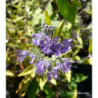 CARYOPTERIS clandonensis Worcester gold
