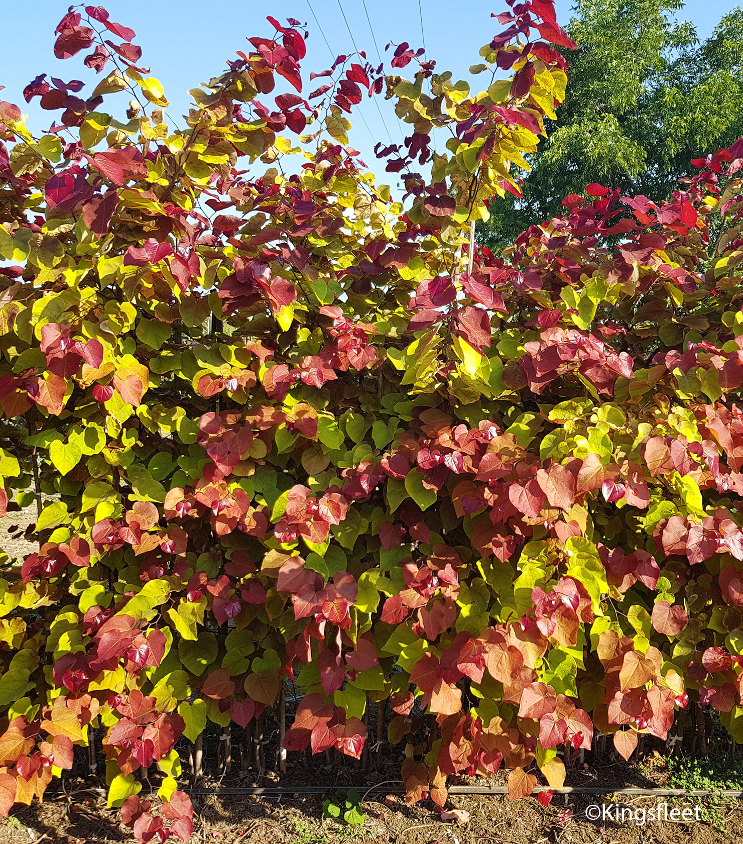 CERCIS canadensis Eternal flame