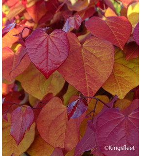CERCIS canadensis Eternal flame