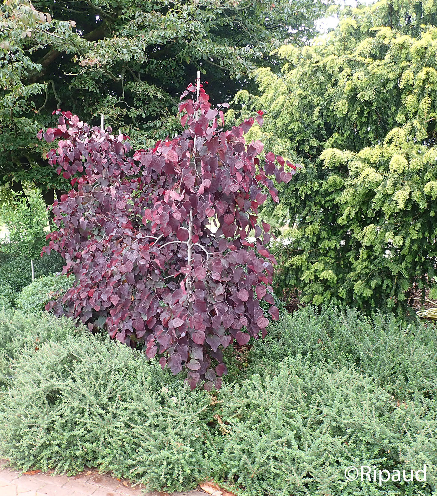 CERCIS canadensis Ruby falls