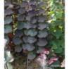 CERCIS canadensis Ruby falls