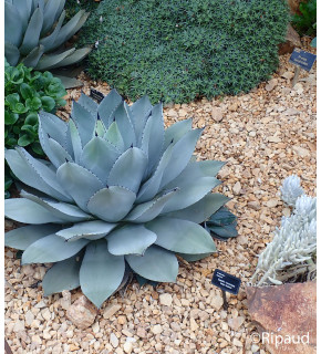 AGAVE parryi Huachucensis