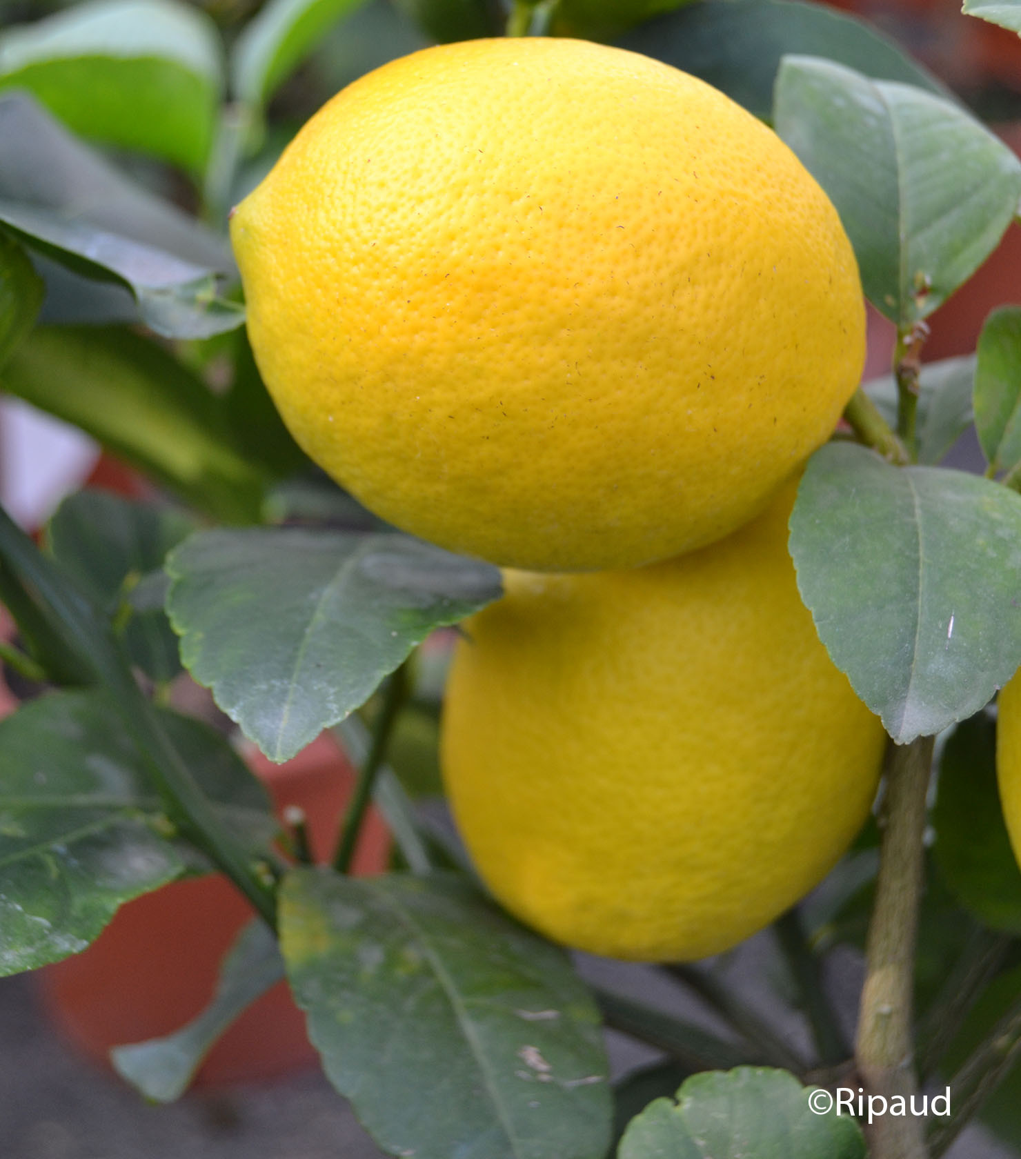 CITRUS limon Meyer sur poncirus