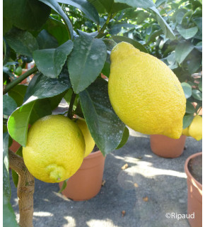 CITRUS limon