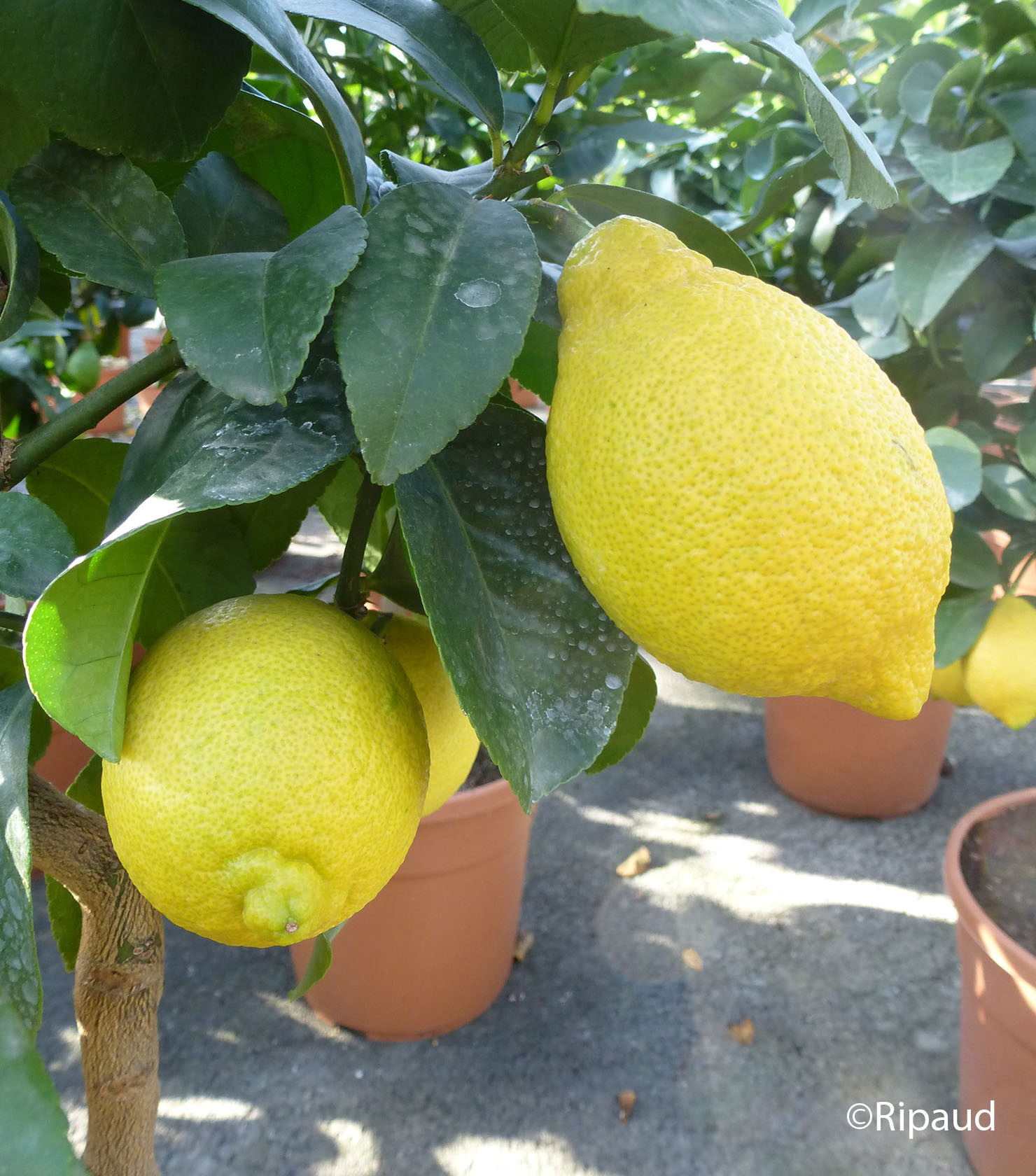 CITRUS limon