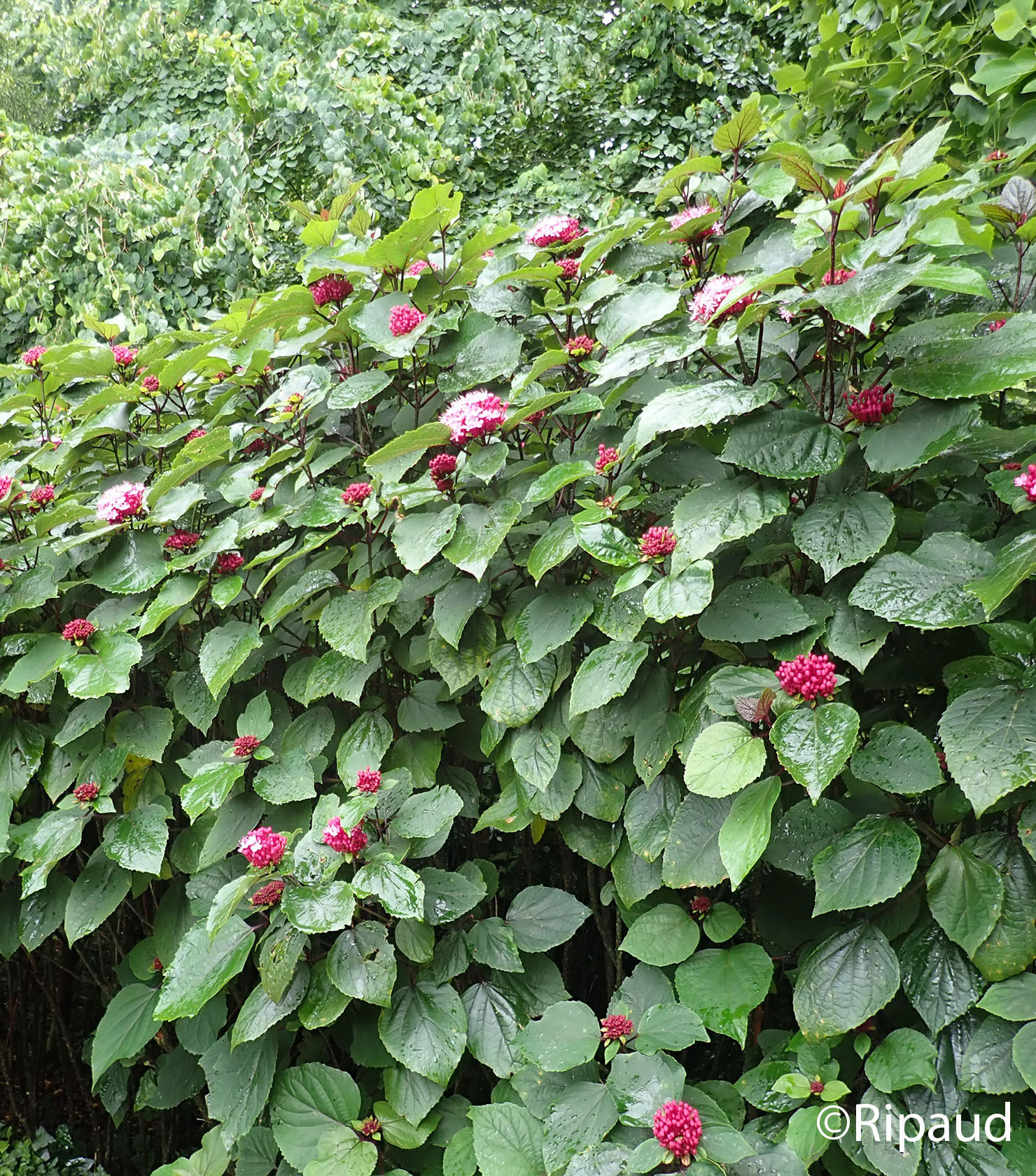 CLERODENDRON bungei 