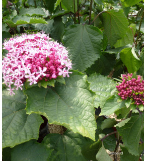 CLERODENDRON bungei 