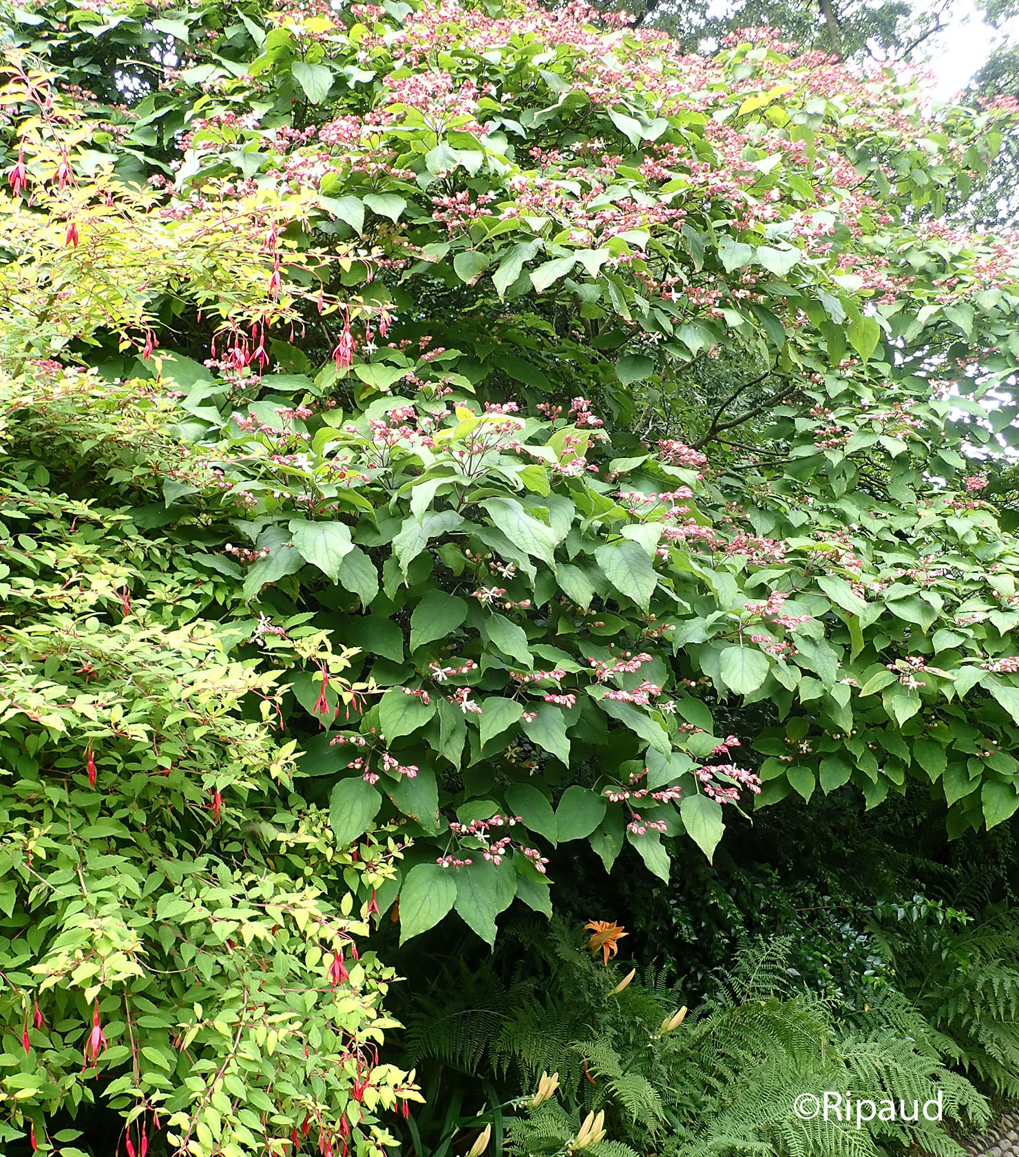 CLERODENDRON trichotomum 