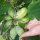 Asimina triloba : plantation et entretien du Pawpaw
