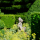 L’art topiaire, typique des jardins à la française