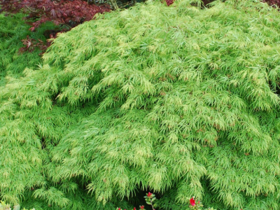 Acer palmatum ou érable du Japon : bien choisir sa variété